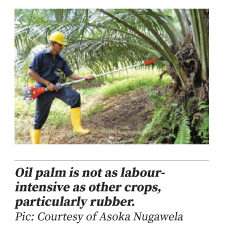 Oil palm plantation
